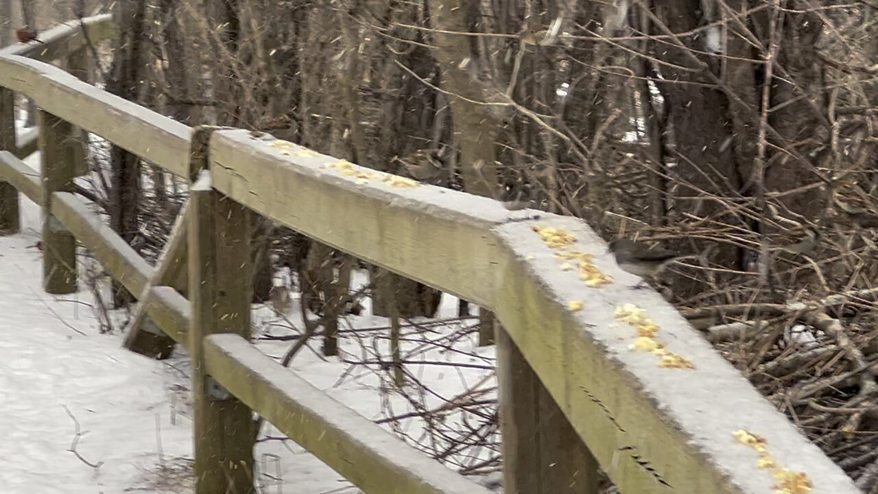 Black bird cardinal and gang