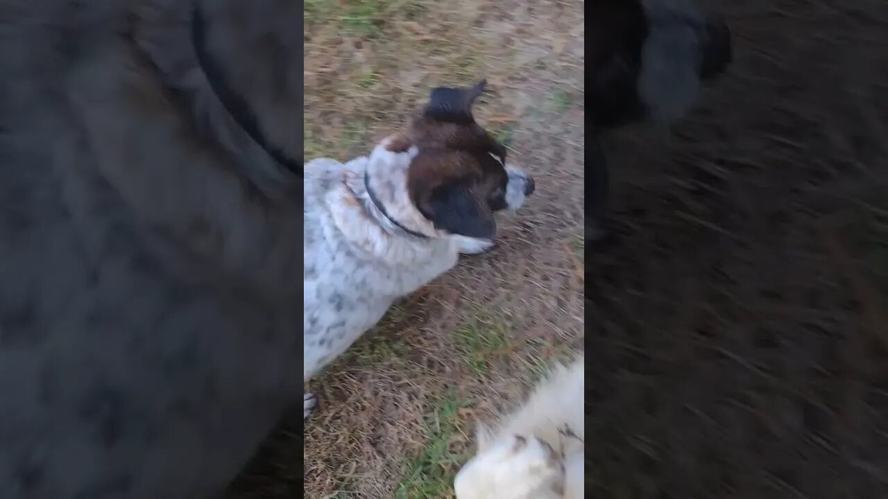 Visiting Mazey.. 🦴