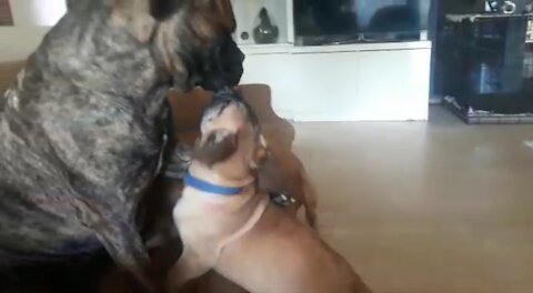 Bullmastiff mummy plays adorably with her babies