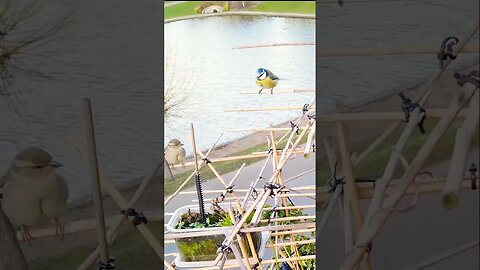 Blue Tit v Sparrow ✈️Battle of Britain 2