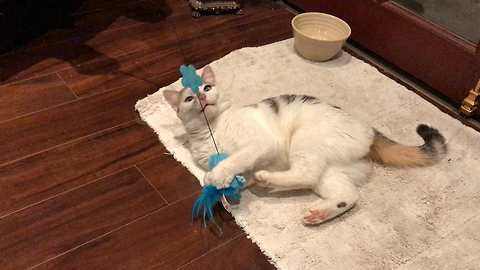 Rescued Kitty Plays With Toy For The First Time