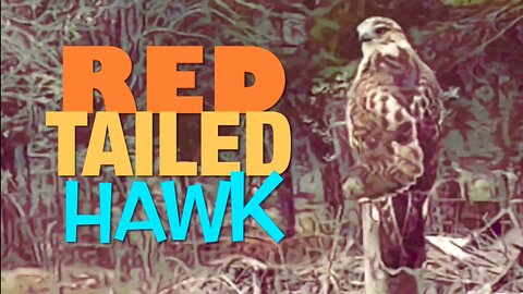 Red Tailed Hawk