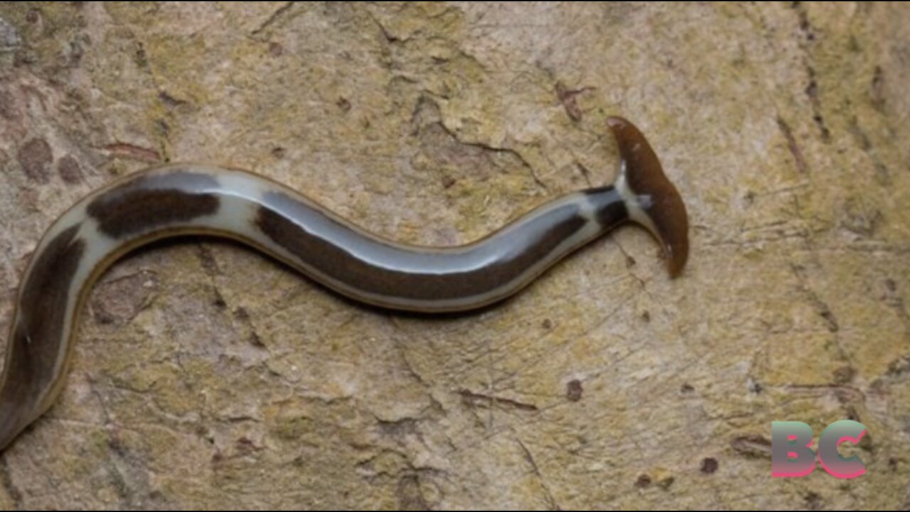 Invasive and toxic hammerhead worms spotted in Canada