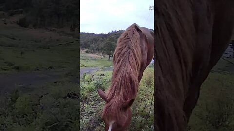 Sweet chestnut brumby gelding