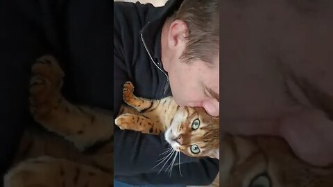 Kiss your cat challenge #bengalcat #catdaddy