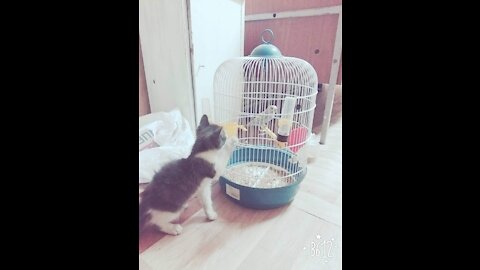 Cat vs bird so cute 😍