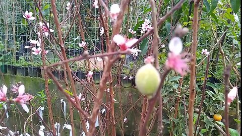 frutíferas produzindo em vaso maçã pessego limão SICILIANO e taiti mixirica Tanjo champanhe melancia