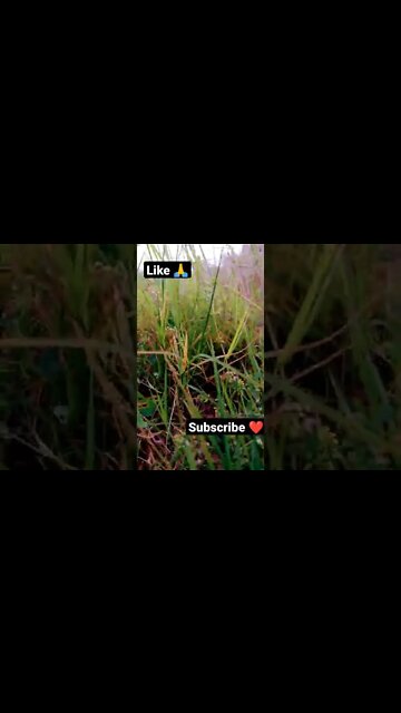 how you like that 🥰🤨🙏 #youtubeshorts #shorts #youtube #shortvideo #shortyoutube