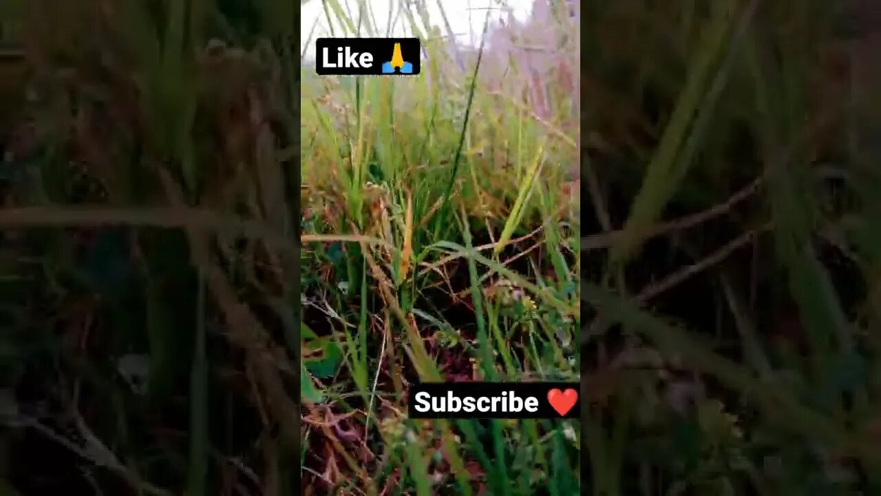 how you like that 🥰🤨🙏 #youtubeshorts #shorts #youtube #shortvideo #shortyoutube