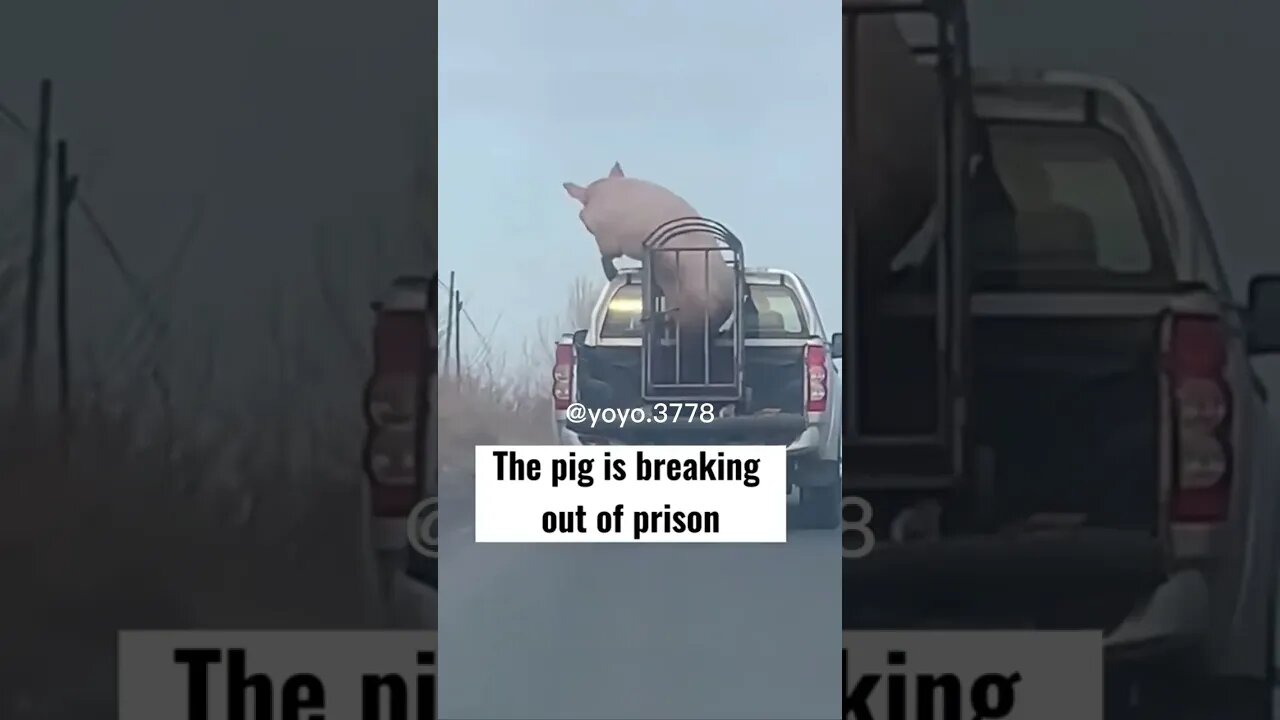 The pig is breaking out of prison #pig #shorts