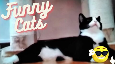 Funny cats
