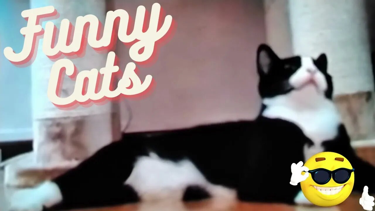 Funny cats