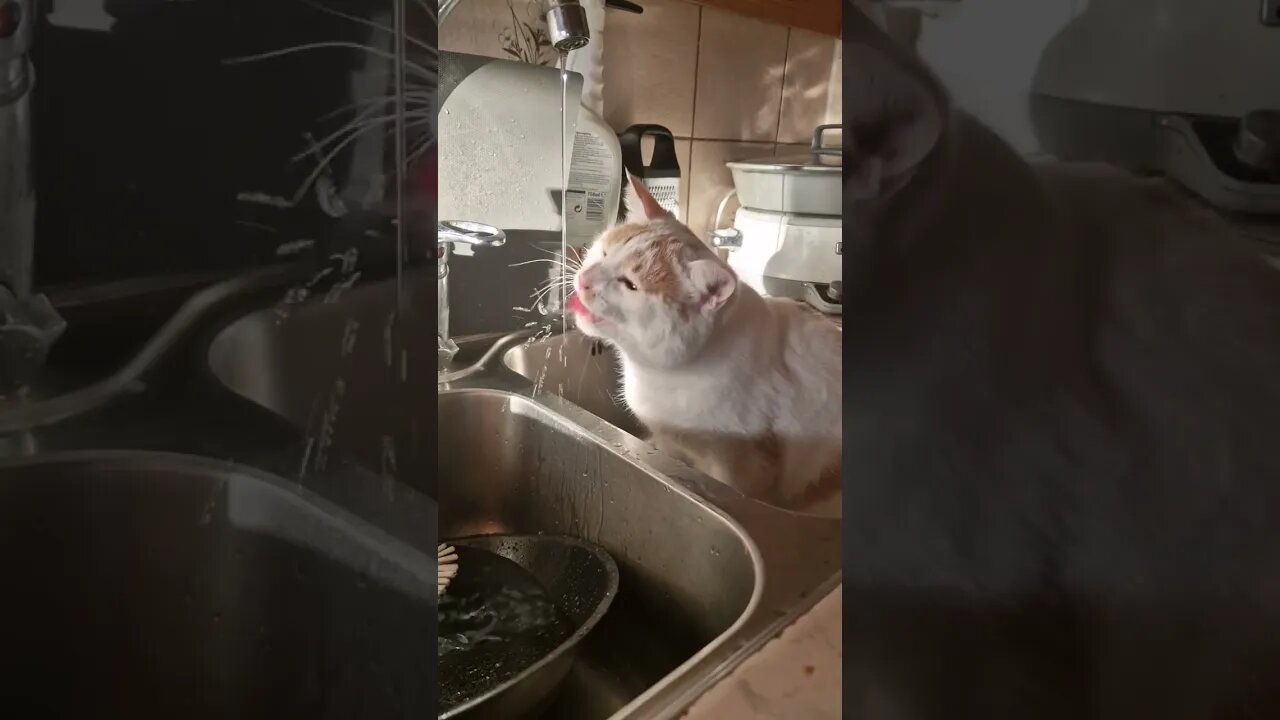 Let me see your drinking cats