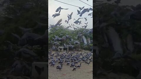 Morning 🌄 Vibes with 🕊️ pigeons #shortsvideo #viral