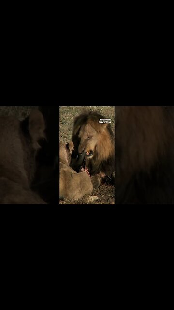 Different Types of Evolution on Species. Feat. Joe Rogan