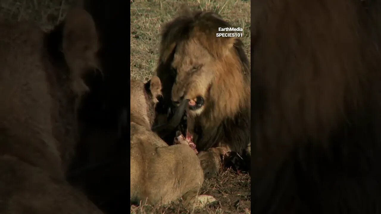 Different Types of Evolution on Species. Feat. Joe Rogan