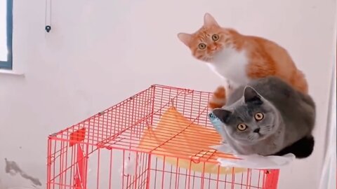 Baby Cats - Cute and Funny Cat Videos Compilation