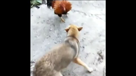 Chicken VS dog fight