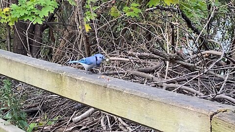 Blue Jays James Gardens Toronto 2