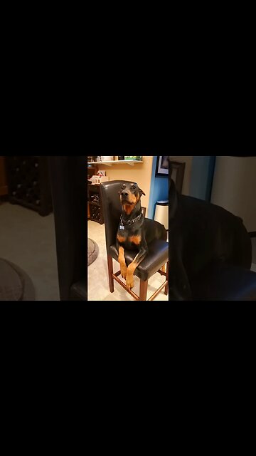 🐕#Doberman Sits in Chair When He's Hungry. 🤣 #dobermans #dobermanlove #dobermanpinscher #dobies