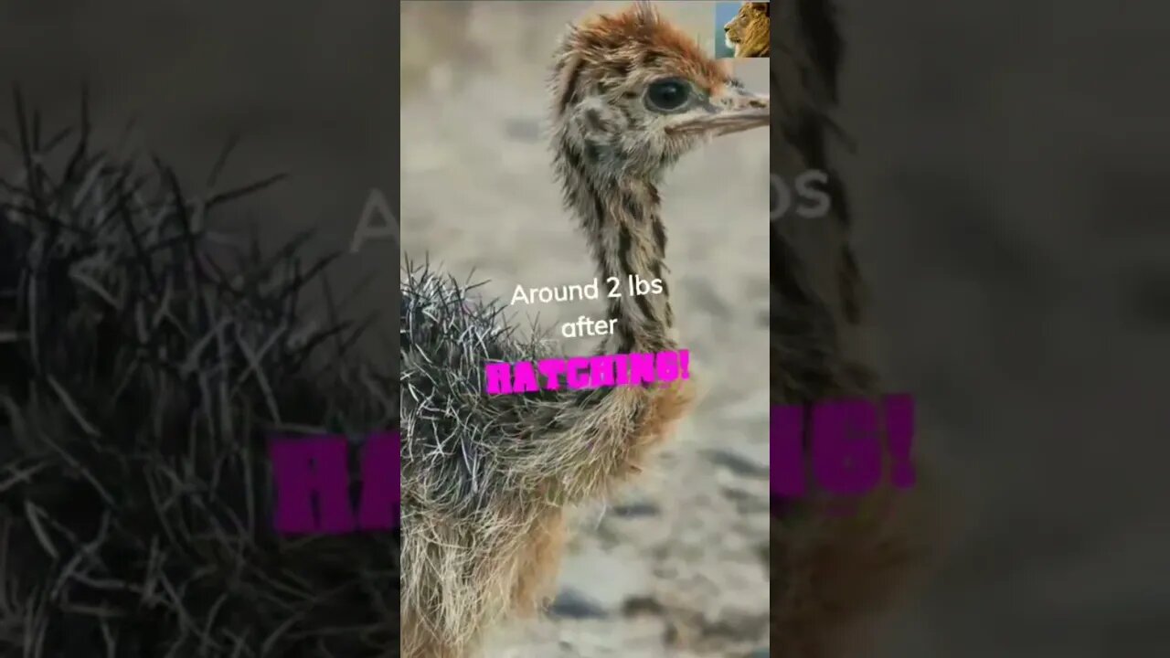 @AfricanWildlifeFacts101 #funny #africa #shorts #ostrich SUBSCRIBE & COMMENT 👉