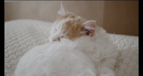 Cut cat Sleeping video|plesse 1 Clic this video full engoy