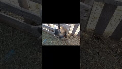 floki gets stuck in the weirdest places. Fyi he was fine and in no danger #goats #goat #fun #funny