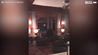 Orso invade l'hotel di 'Shining' in Colorado