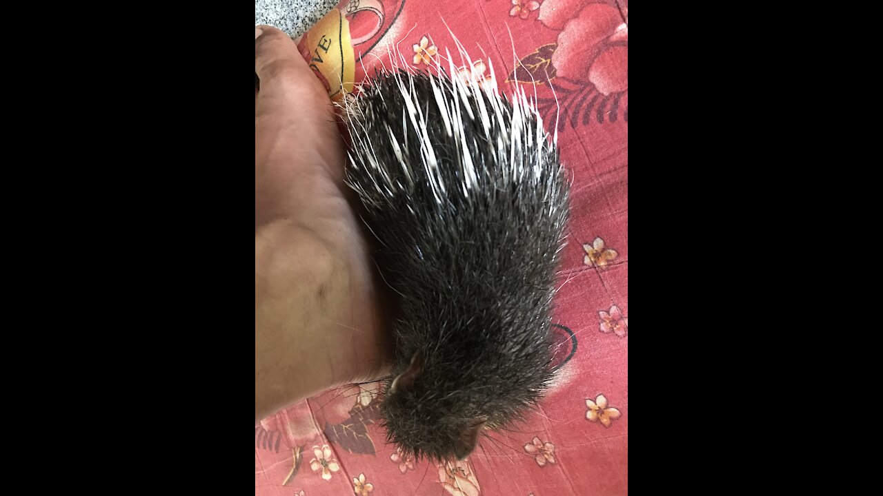 Little Baby Porcupine Invaded our Garden Brave Baby