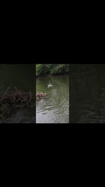 Topwater creek fishing in Ohio