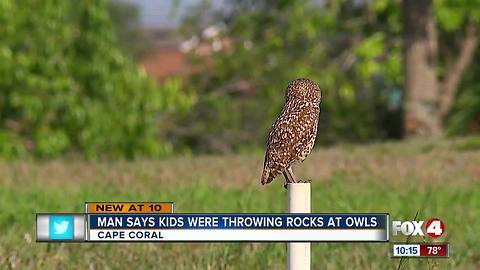 Man says children threw rocks at burrowing owls