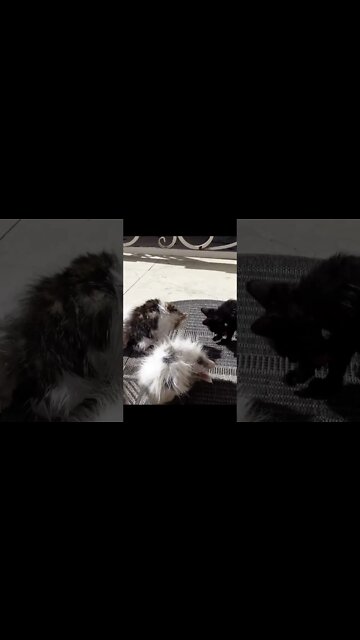 Спасение котят, которые были брошены и умирали __ Котята были оставлены на улице