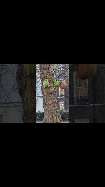 parakeets st james Park #london