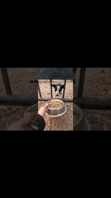 Will You Adopt Me? Innocent Puppy Can't Understand Why He Was Abandoned 🥺