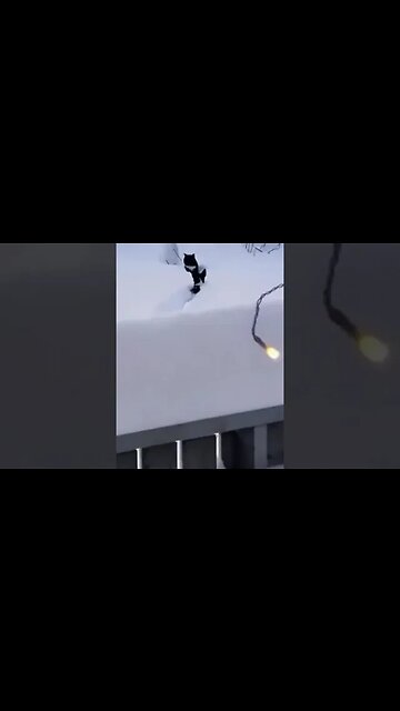 A dog sees a stuck cat so he makes a path for her so she can get through the snow