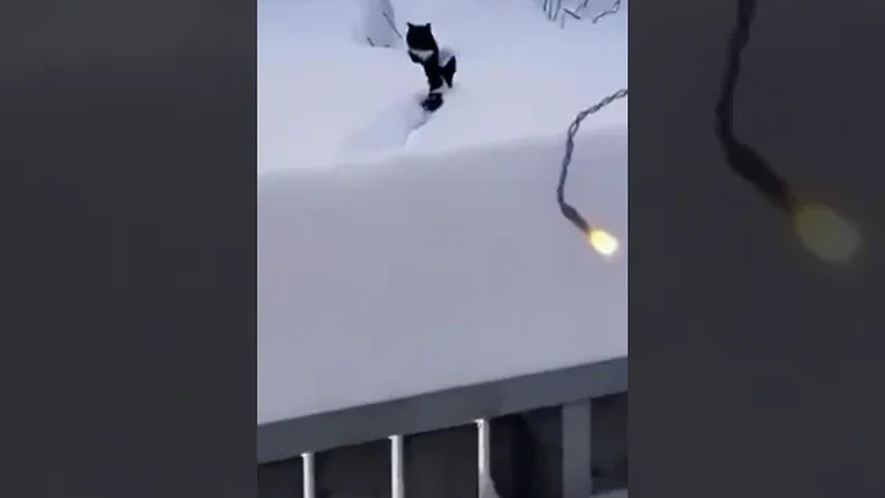 A dog sees a stuck cat so he makes a path for her so she can get through the snow