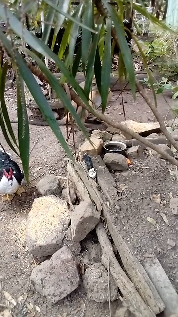 Keeping the Animals Happy With Fresh Water and the Ancestors Happy With Fresh Fire..