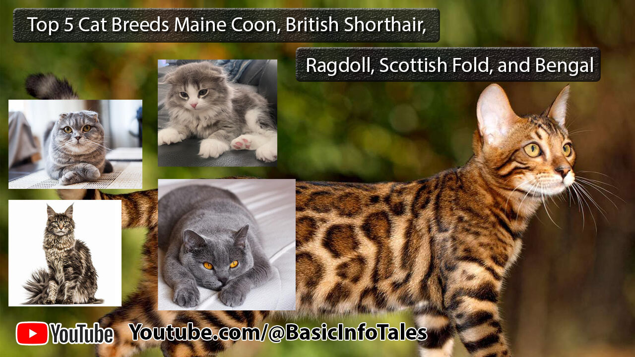 Top 5 Cat Breeds Maine Coon, British Shorthair, Ragdoll, Scottish Fold, and Bengal