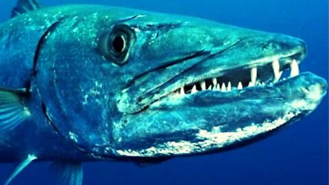 BARRACUDA the sea butcher that can kill a human | Barracuda vs human.