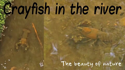 Crayfish in the river / A beautiful crayfish first filmed from a bridge and then from the ground.