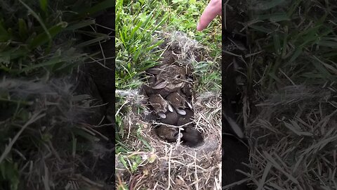 Nature in my Lawn Over the Years