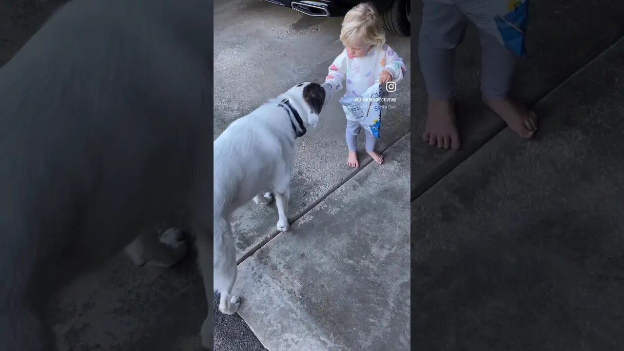 Child To Dog Introduction Should Be Slow And With Supervision. A Few Snacks Don’t Hurt Either 😆