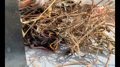 Birds in the Roof!