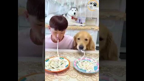 Eating Contest OMG So Cute Dog Baby Dogs -Cute and Funny Dog Videos shortILoveDog