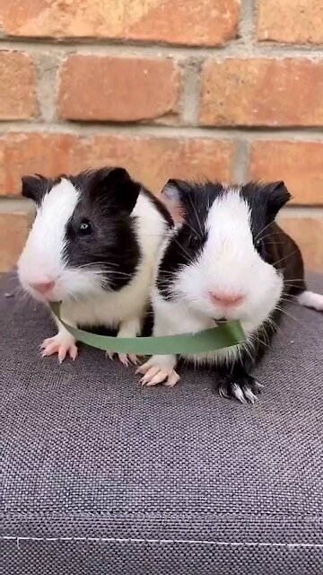 Rumble & rabbit & Kiss me kiss😍