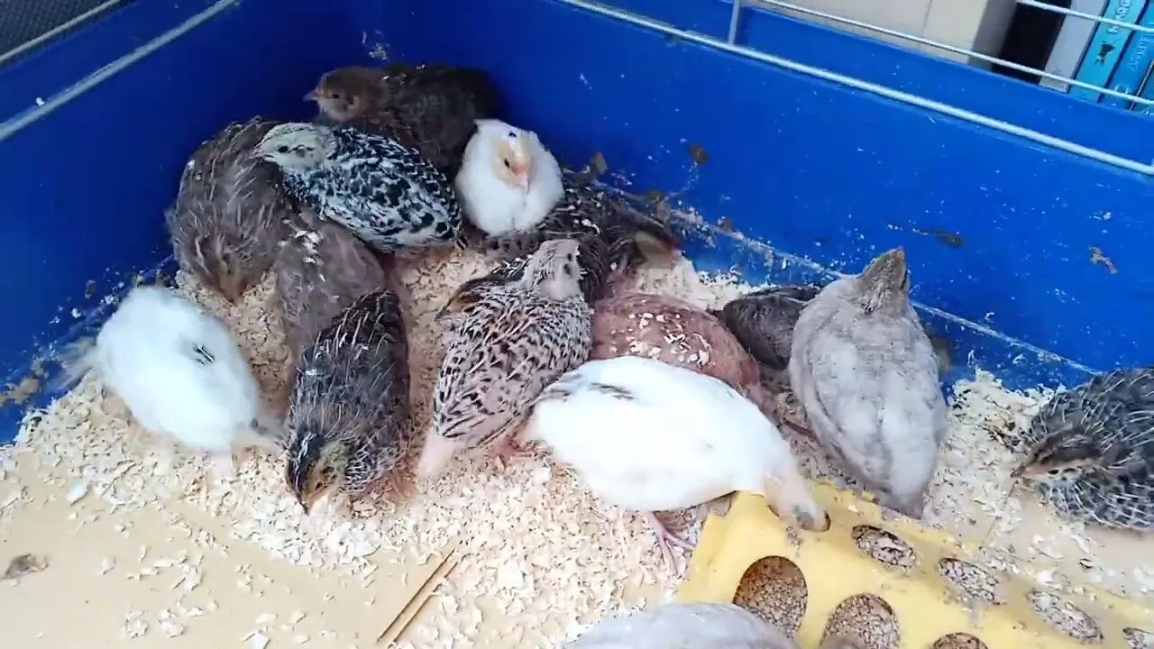 Cortunix Quail chicks trying to dust bath.