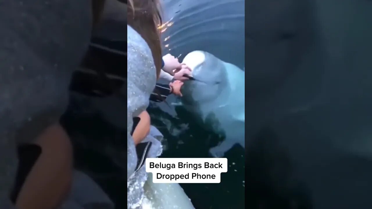 Proof Animals Are Evolving #shorts