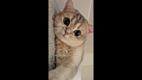 Baby Cat-cute and funny cats video compilation #7