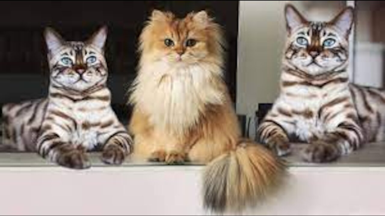Highly funny & smart cats | They are cute; PLEASE DON'T LAUGH