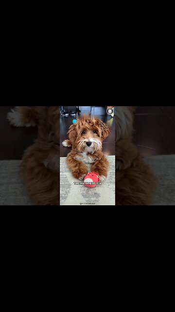 Havanese 🎀 Perfect for First-Time Dog Owners!